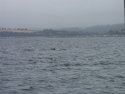 Dolphins in the Moray Firth